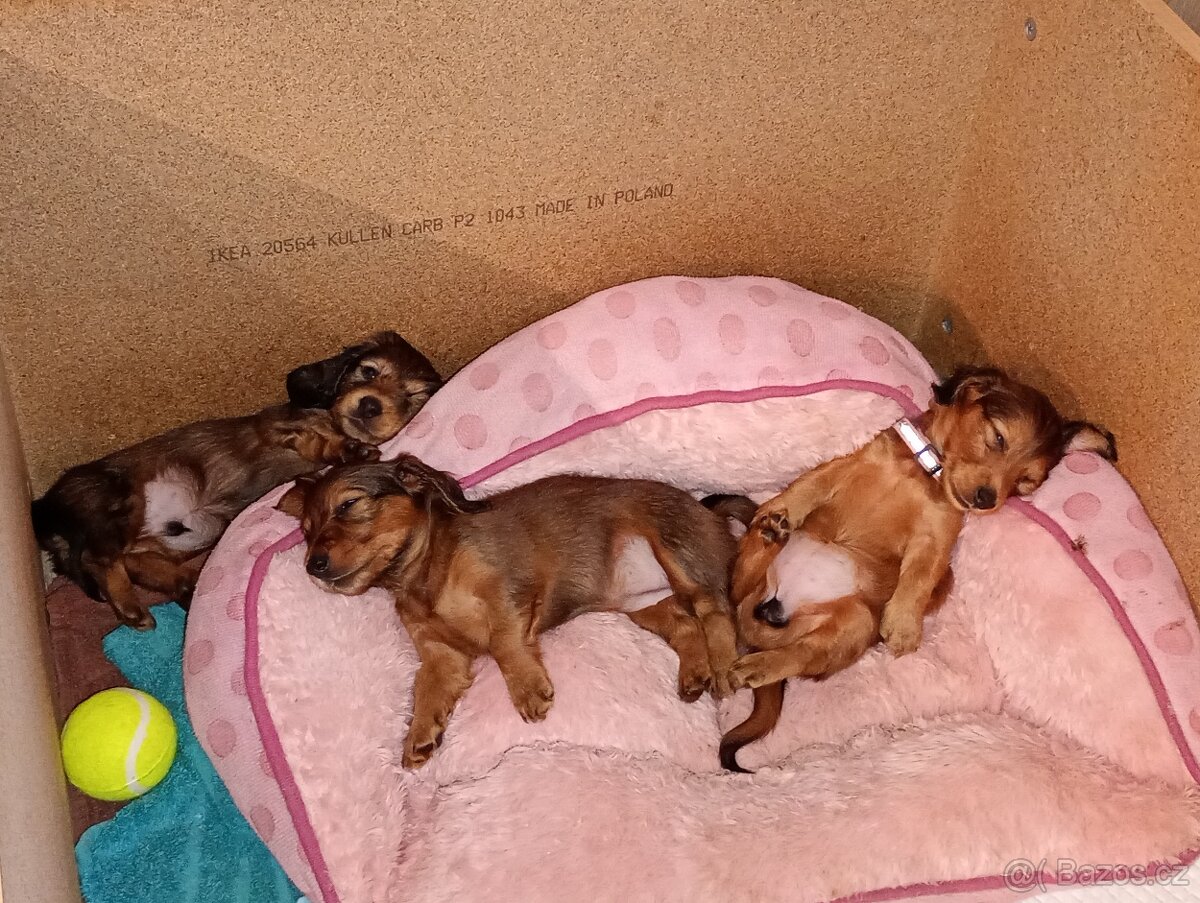 Jezevčík trpasličí dlouhosrstý - 8