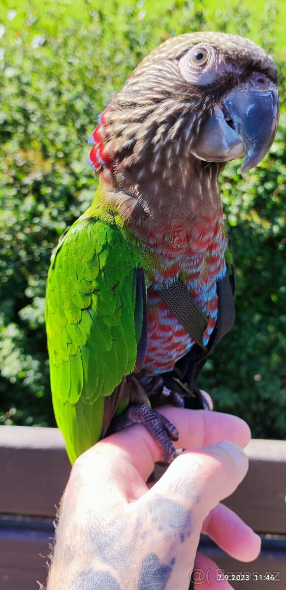 Amazoňan vějířový - 8