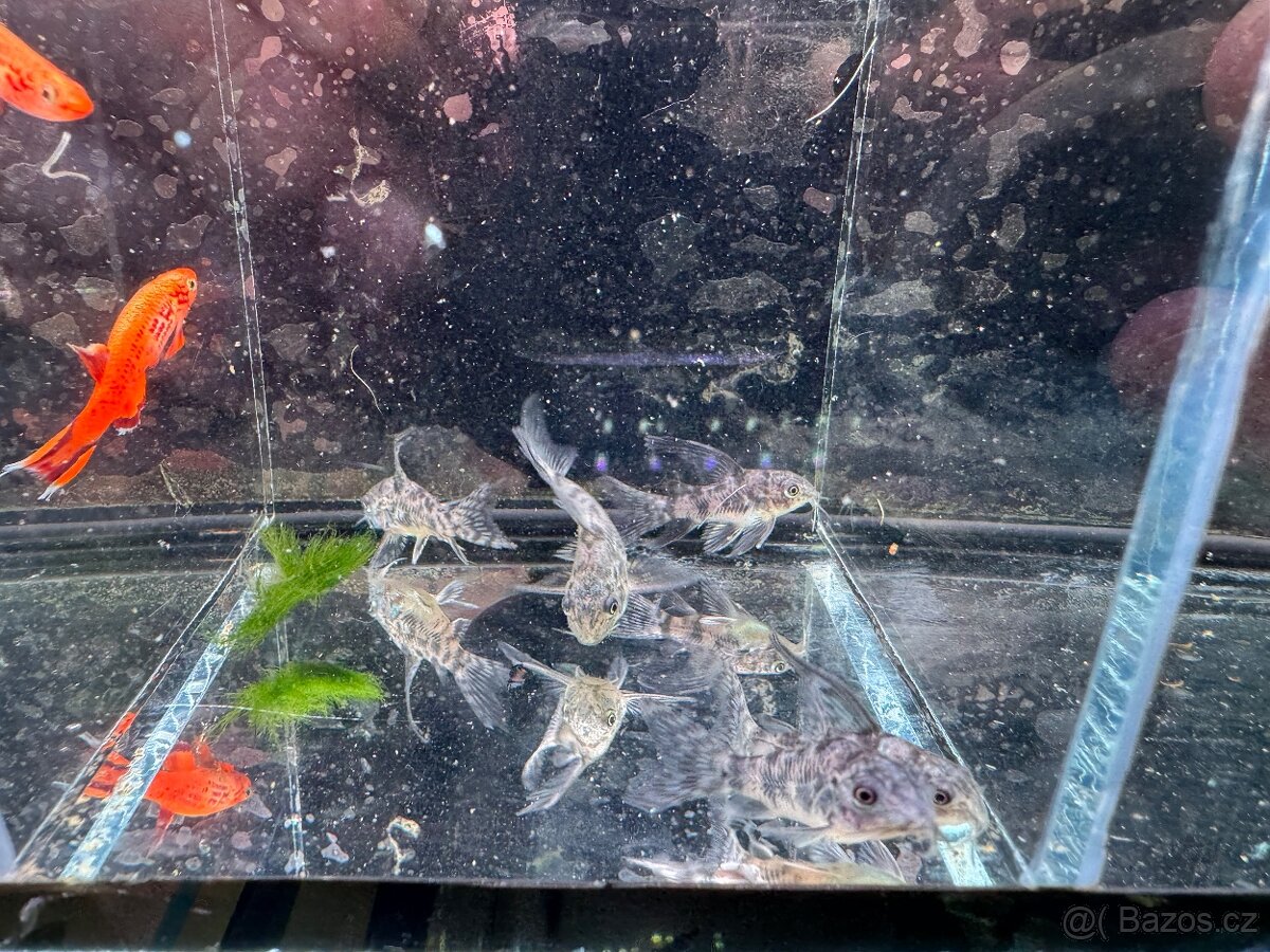 Akvarijní rybky - 8