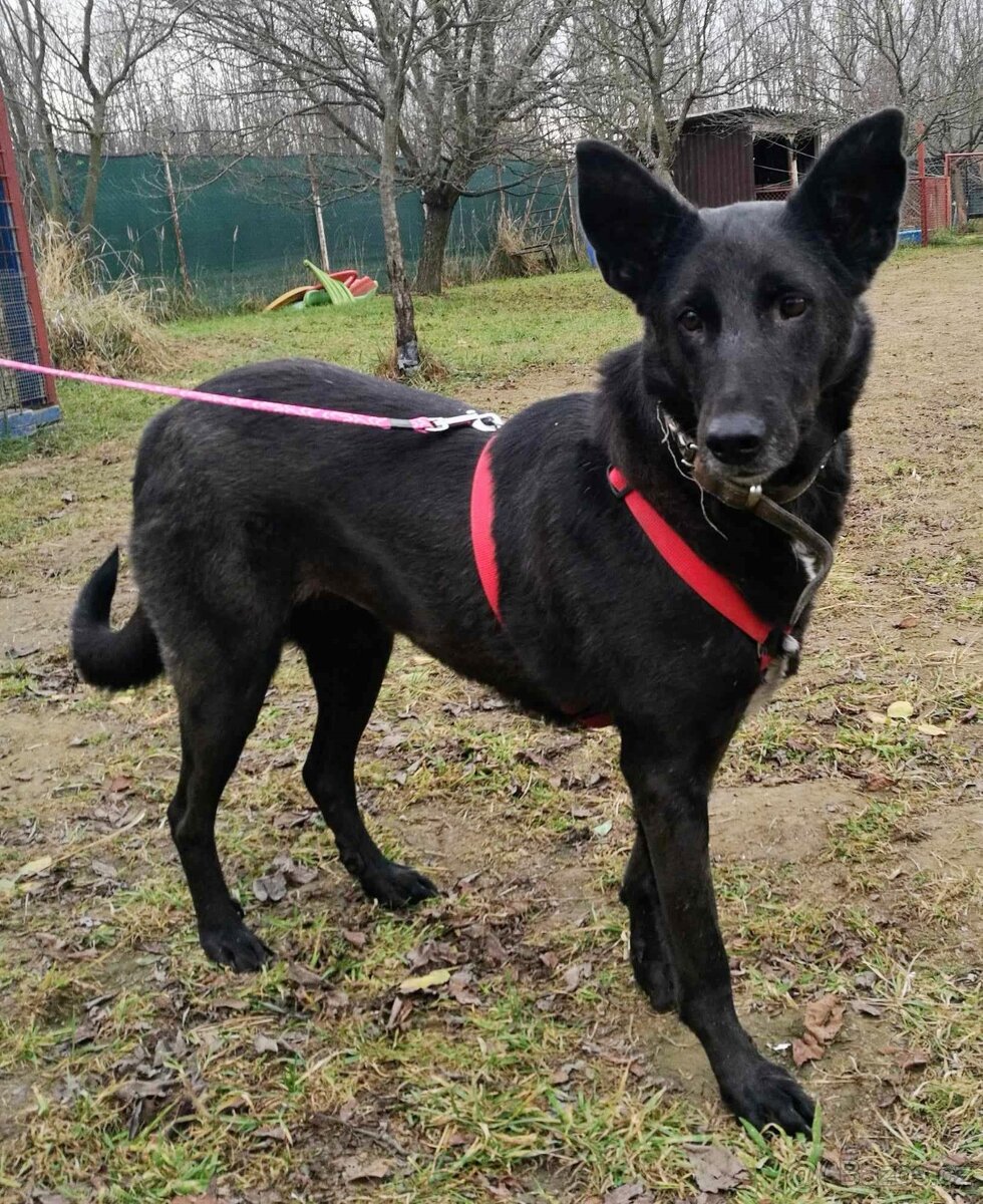 CONNIE K ADOPCI - nejvěrnější parťačka, mazel na N-tou - 8