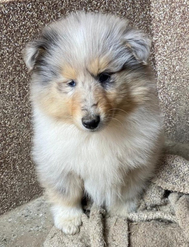 Kolie dlouhosrstá - 8