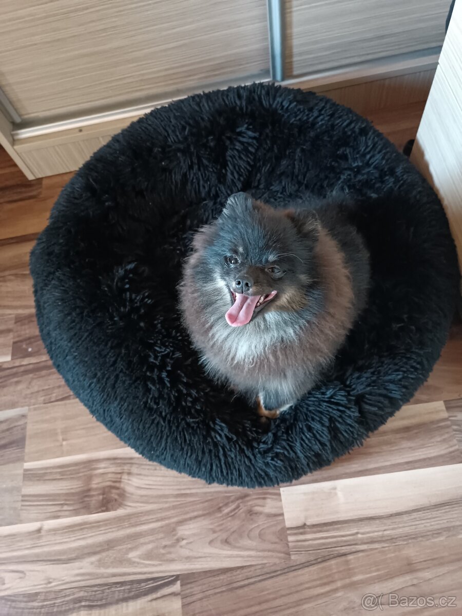 Pomeraniani s PP - 8