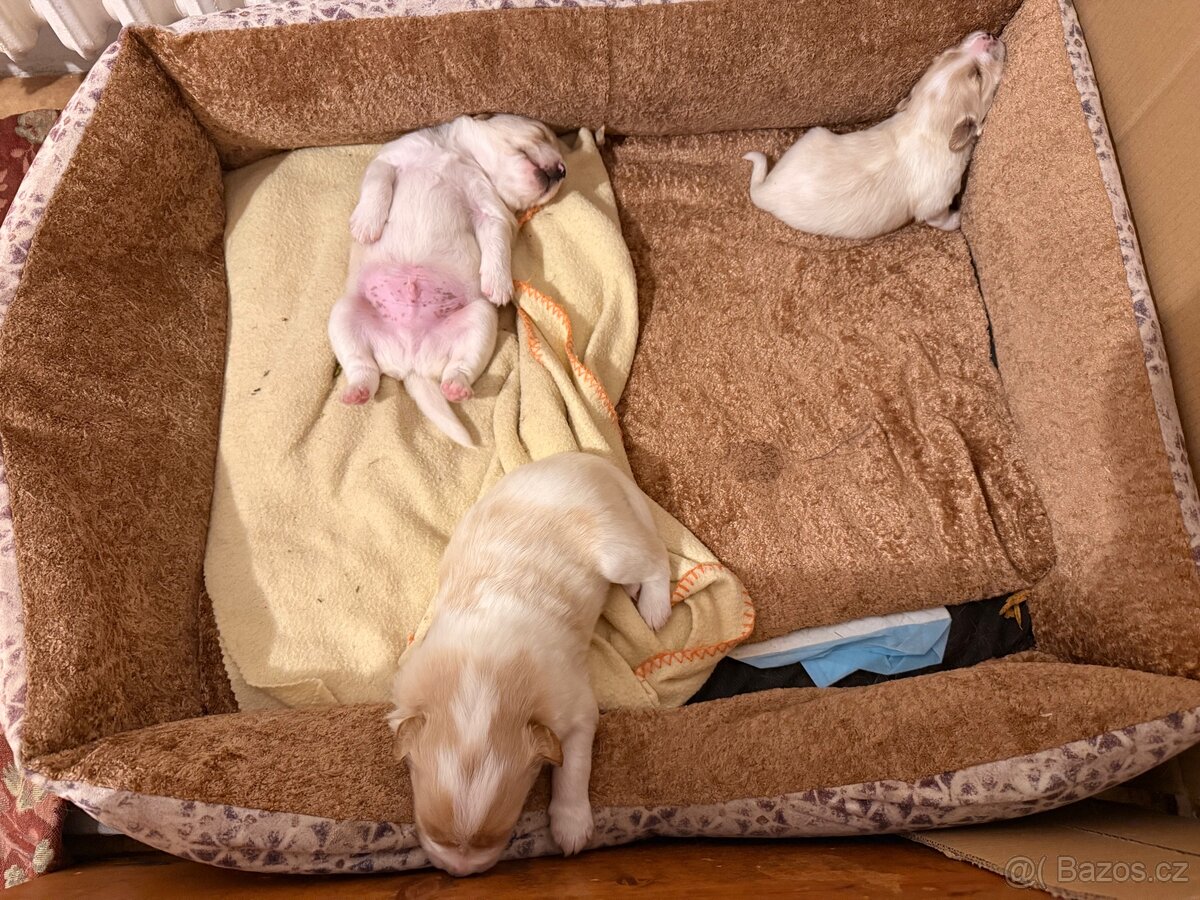 Štěně - 8