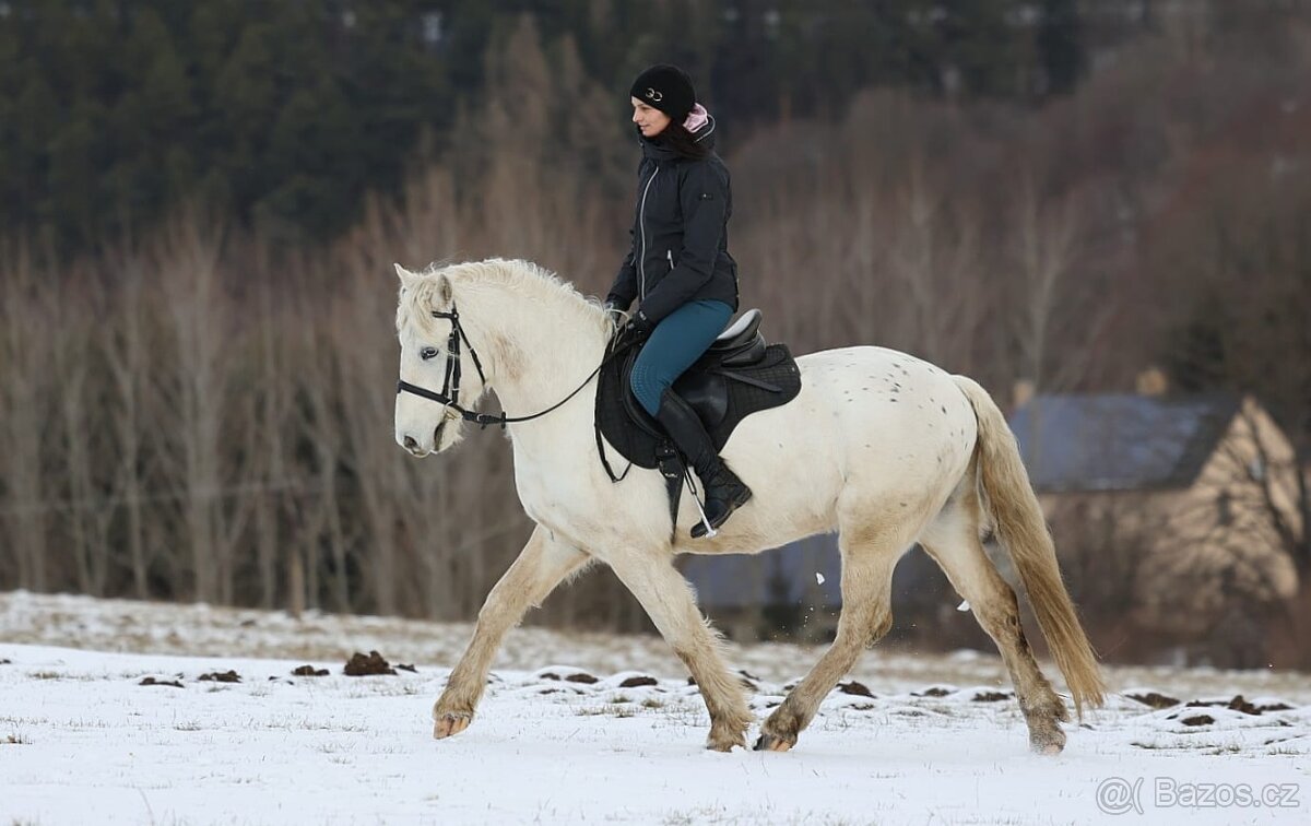 Pony valach na prodej - 8