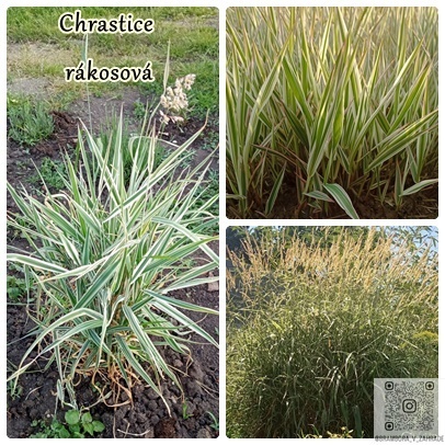 semínka, zelenina, bylinky, koření, okrasné květiny a trávy - 8