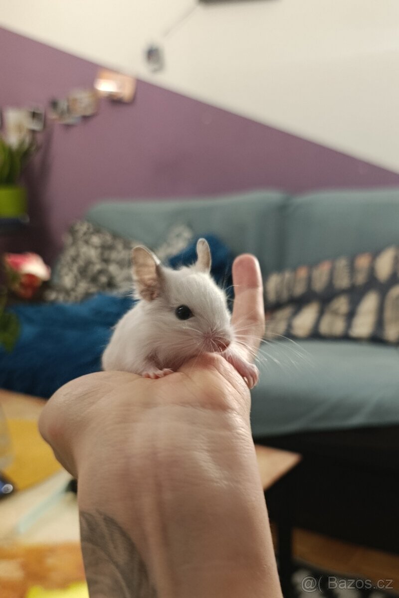 Osmák Degu - 8