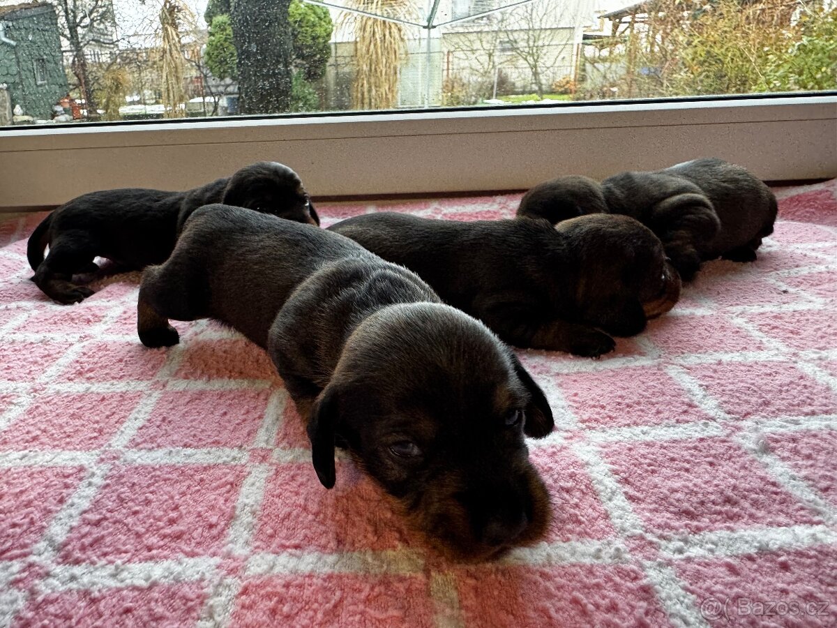 Drsnosrstý jezevčík standart s PP - 8