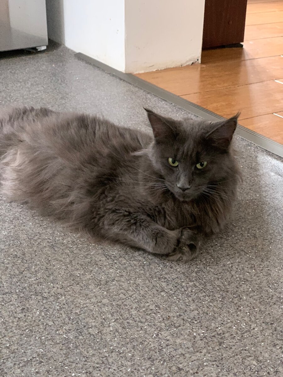 mainská mývalí koťata - 8