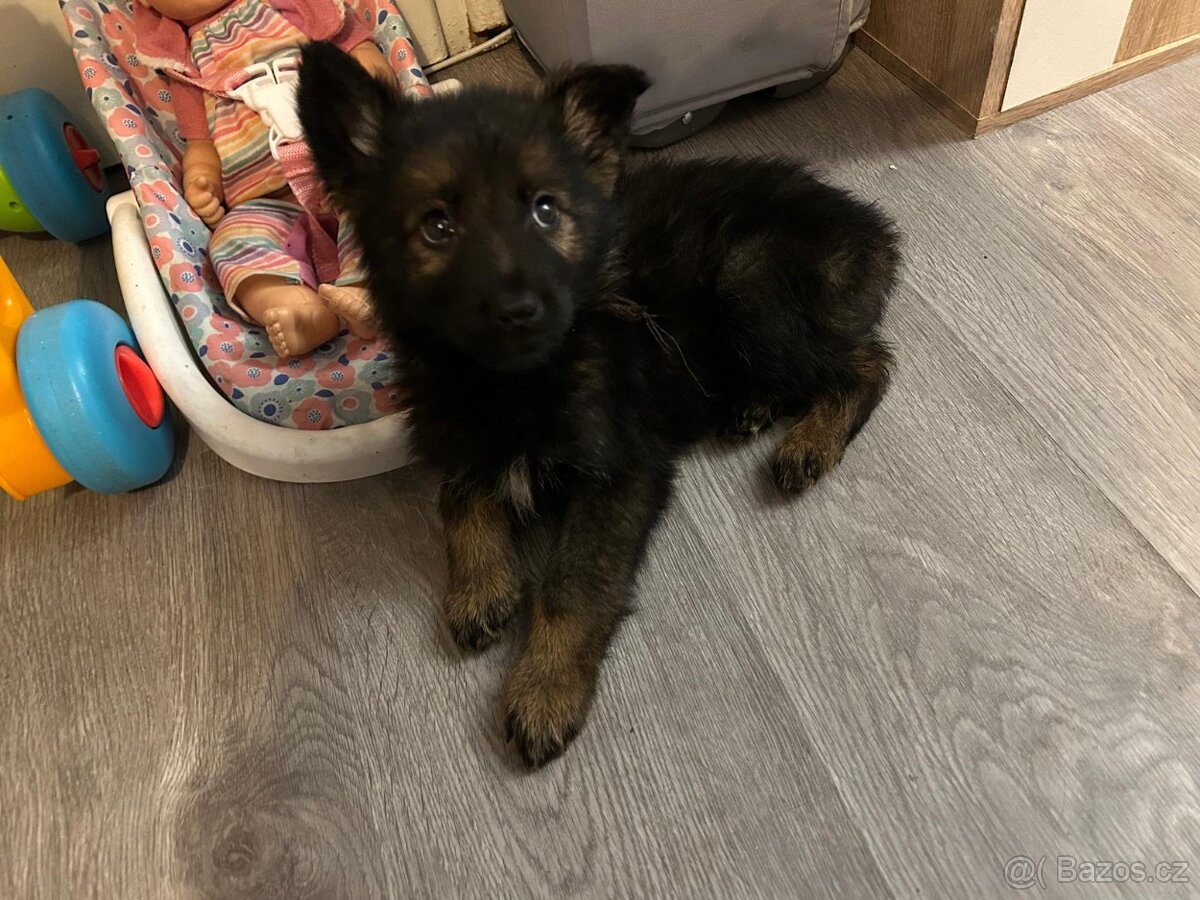 Německý ovčák - 8