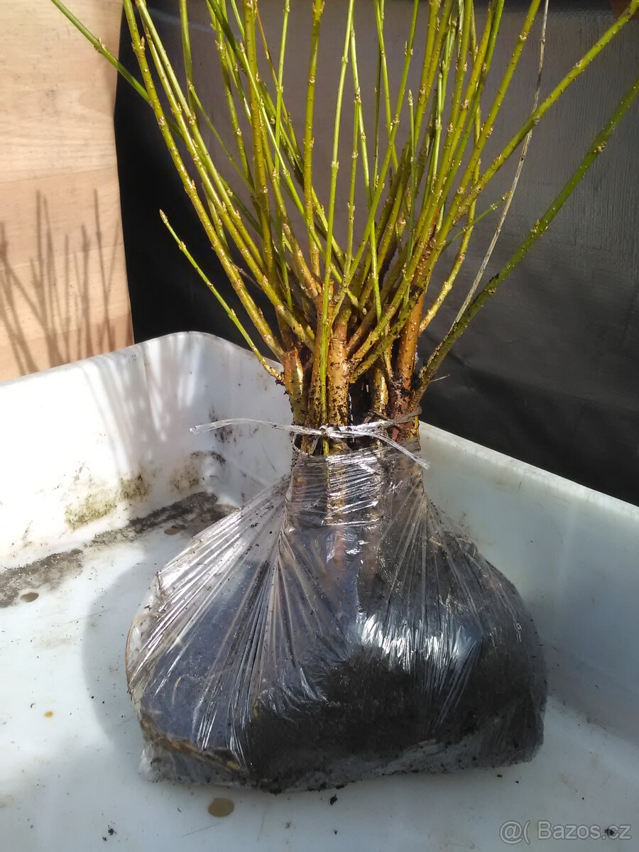 ZLATICE-Zlatý déšť: POSEL JARA - 8