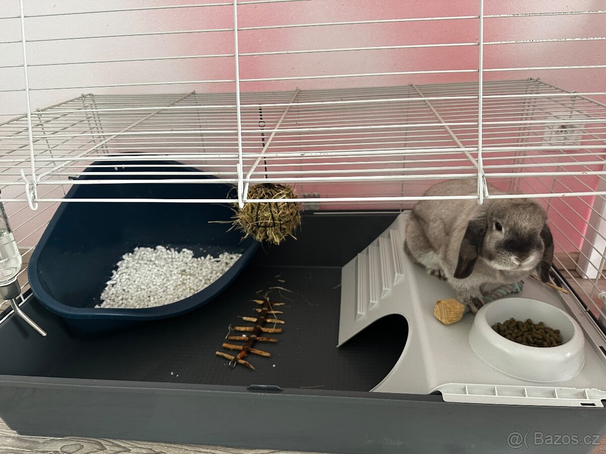 Minilop samička - 8