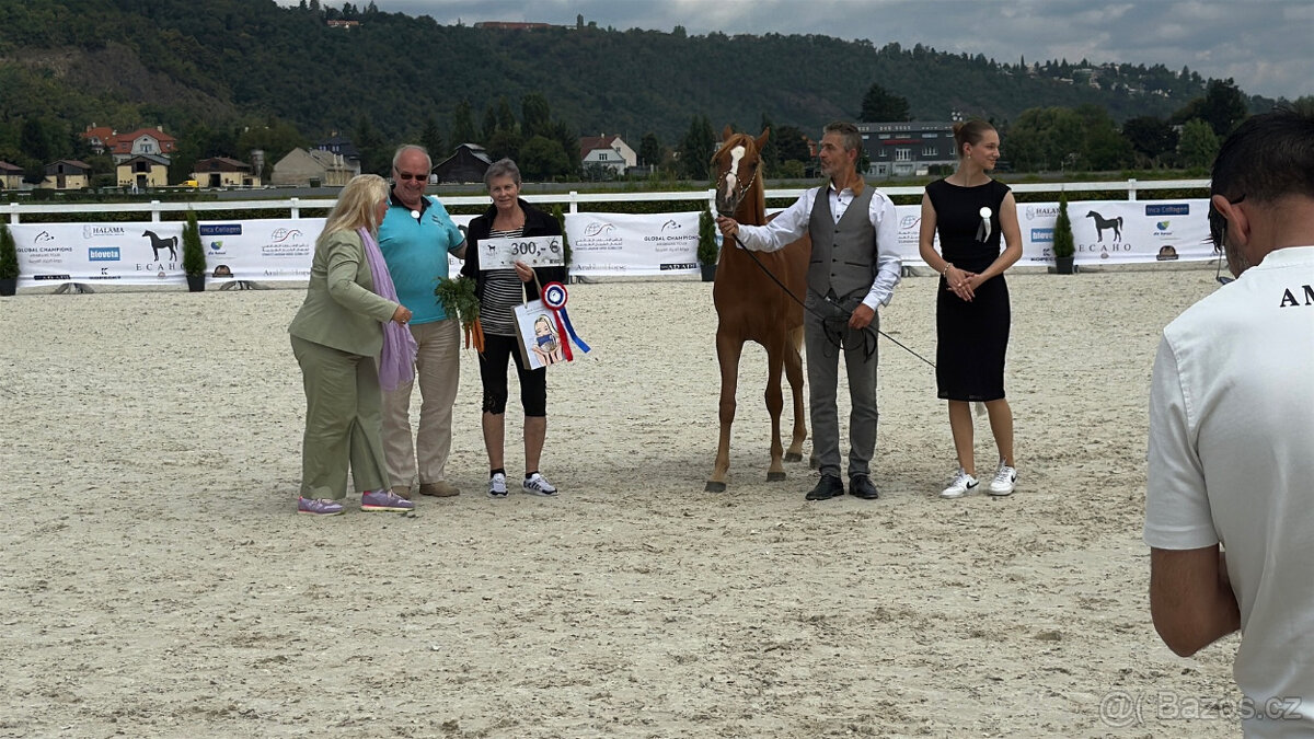 Nabízíme k prodeji arabské plnokrevníky - 8