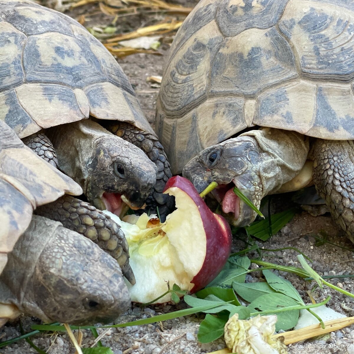 Suchozemská želva + vybavení k chovu - 8