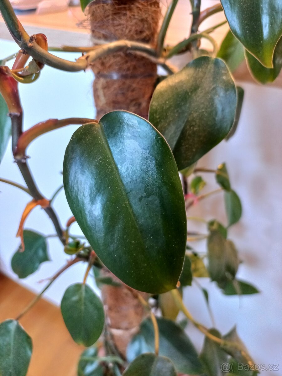 Popínavá pokojová rostlina - 8