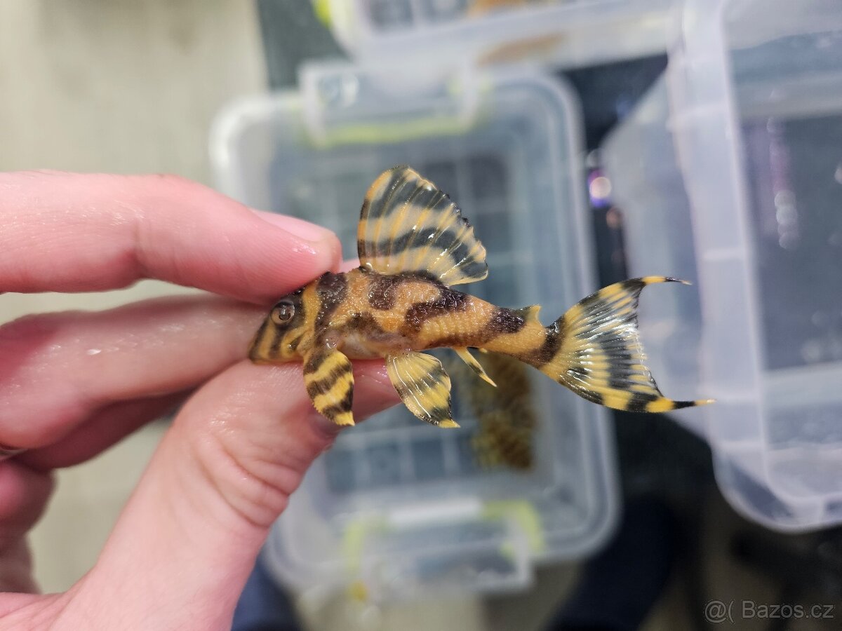 L 333 Gold line AAA - odchov - 8