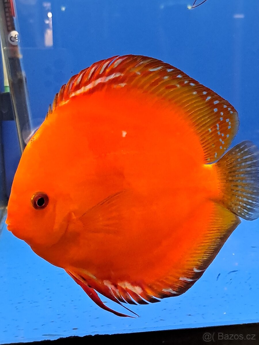 Discus-Terčovec - 8