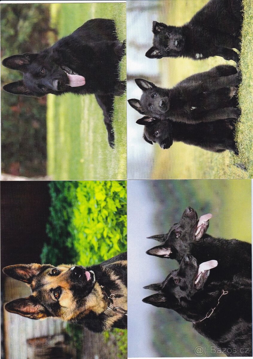 pohlednice zvířat - 8