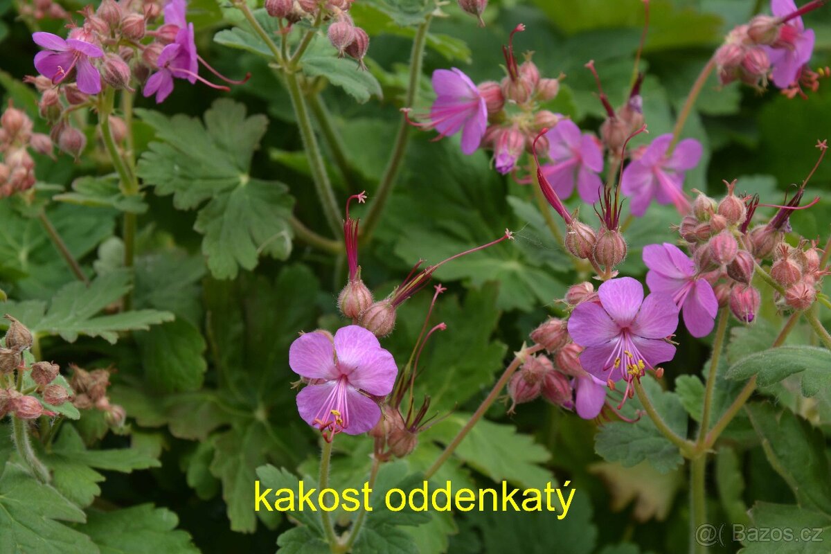 Trvalky, okrasné rostliny - 8