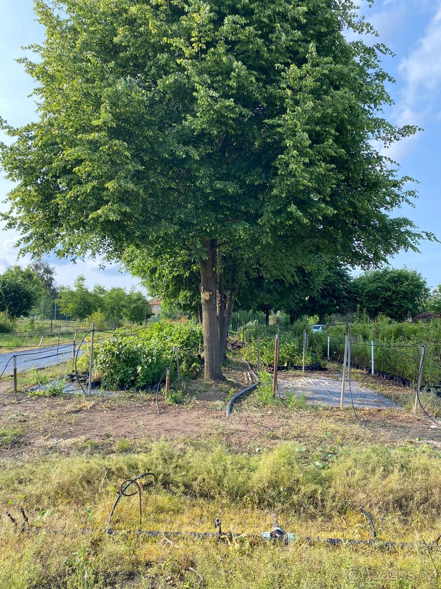 Sekání trávy, údržba zahrad - 8