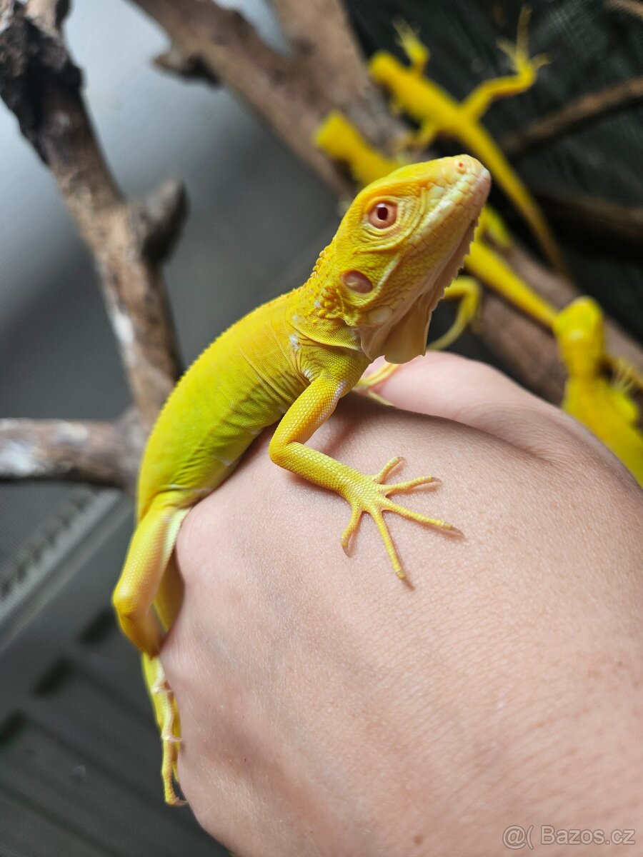 Iguana Iguana - Albino - 8