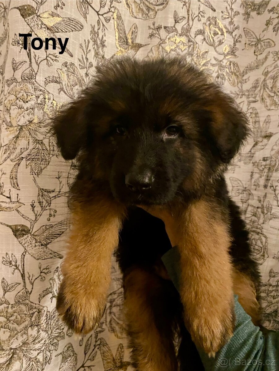 Německý ovčák štěňata s PP (dlouhosrstý) - 8