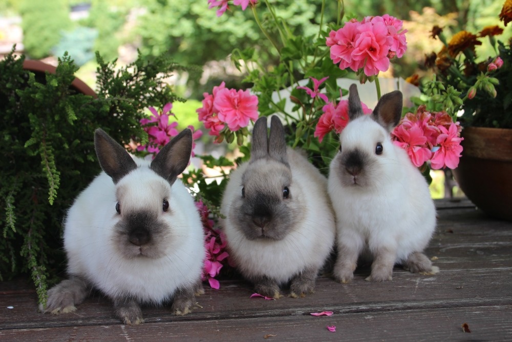 Zakrslý králík siamský žlutý s rodokmenem - 8