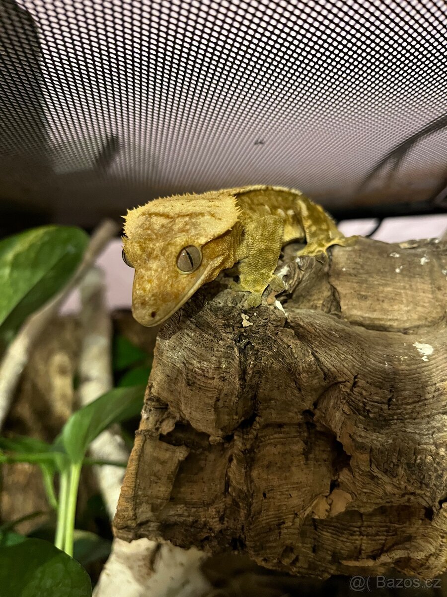 Pagekon řasnatý - 8