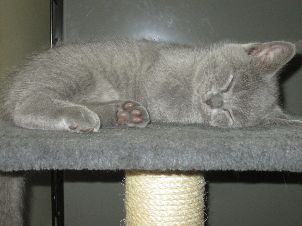 Britská koťata - 8