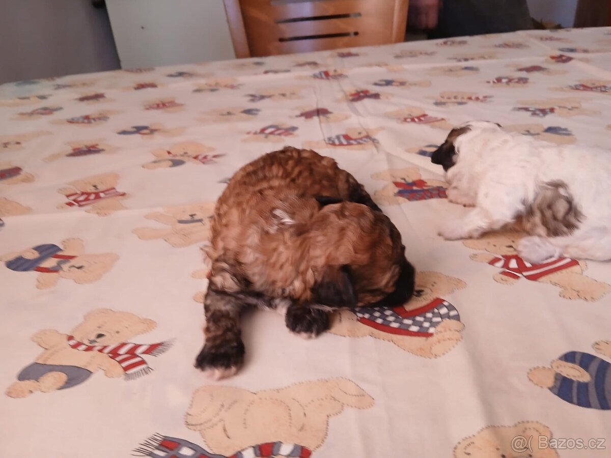 Boloňský psík bez PP - 8