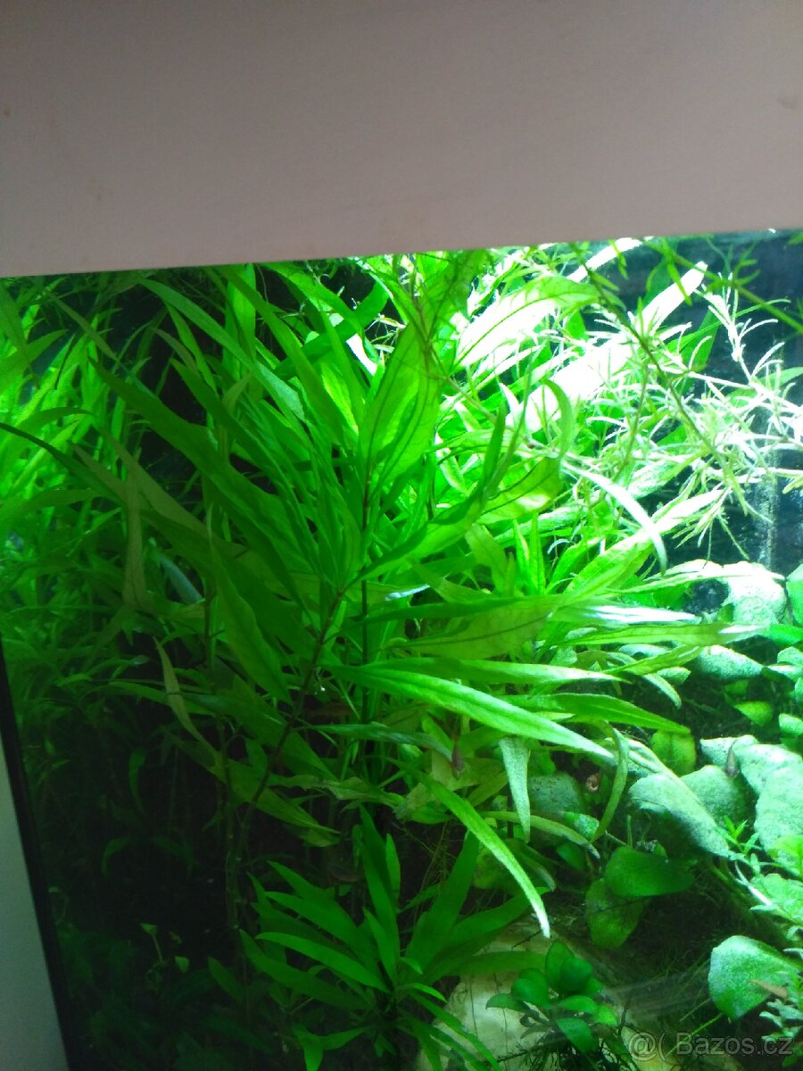 akvarijní rostliny - 8