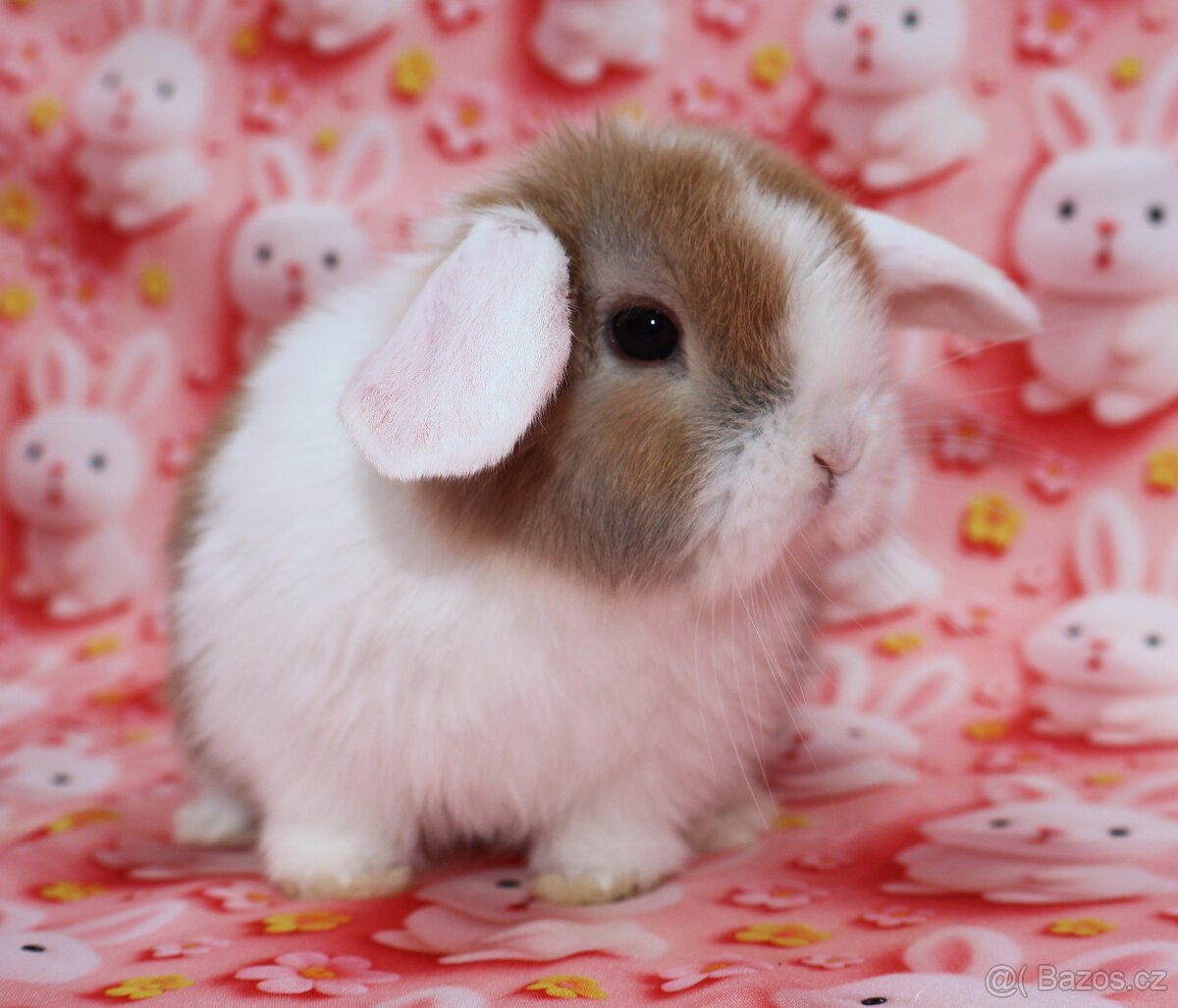 WO Zakrslý beránek s VP . Samička . - 8