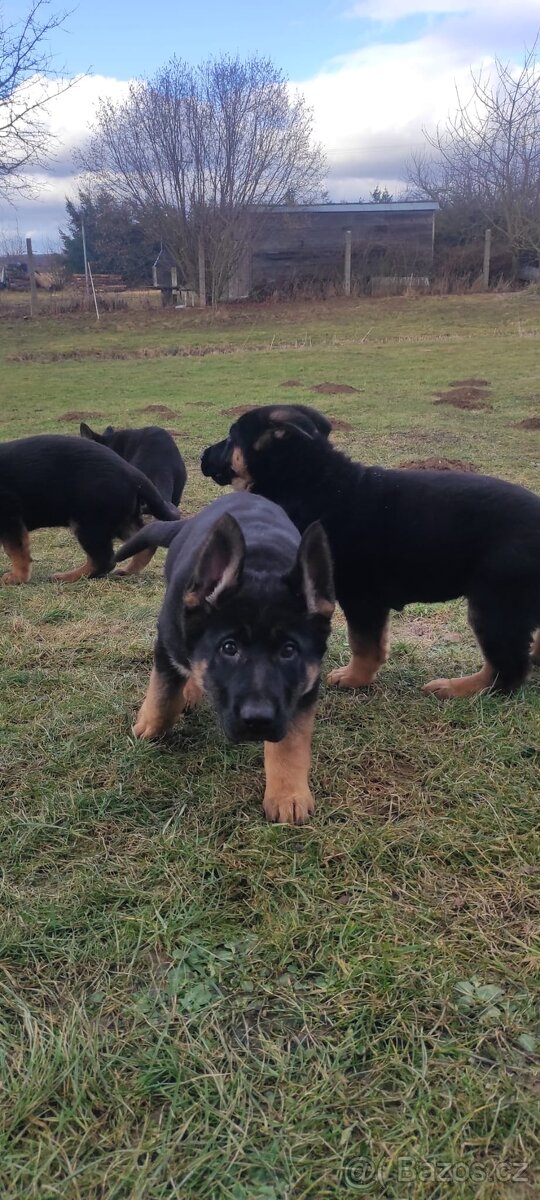 Německý ovčák - štěňata s PP - 8