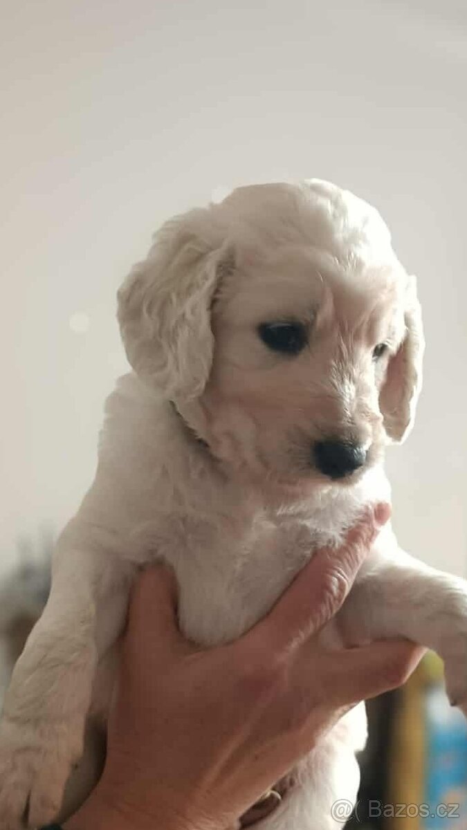 Pudl královský a zlatý retrívr - 8