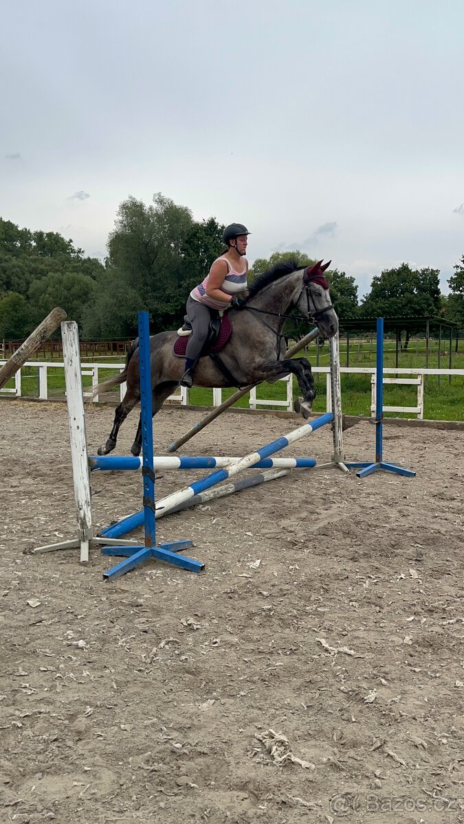 Prodám A1/1 valacha - 8