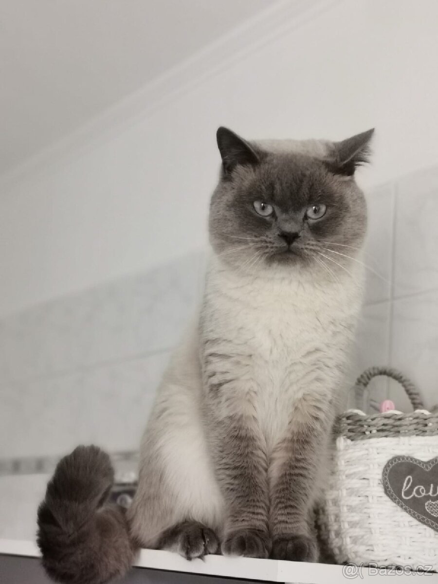 Krytí britský colorpoint blue-Praha západ - 8