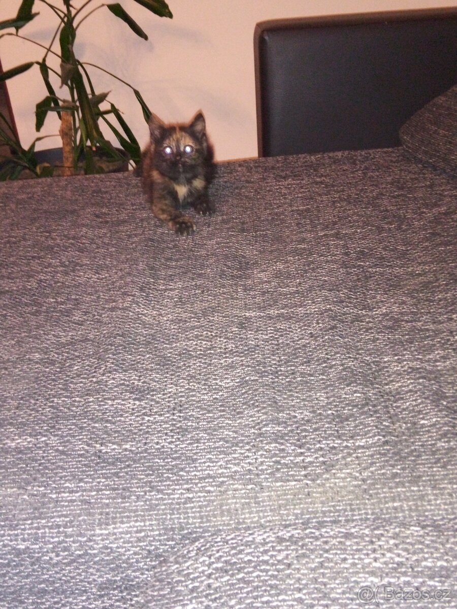 Daruji koťátka - 8