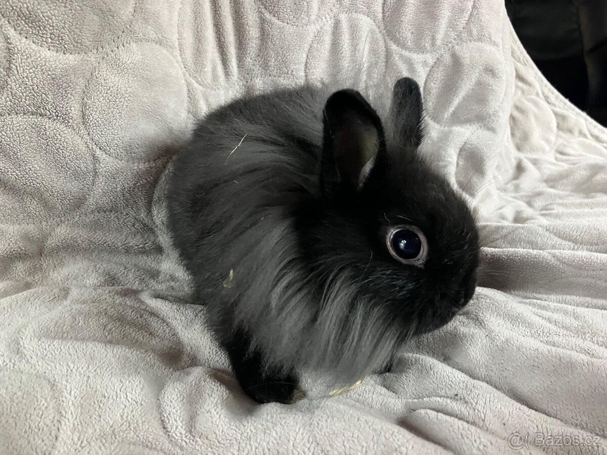 Zakrslý králík Teddy, lvíček i krátkosrstý - 8