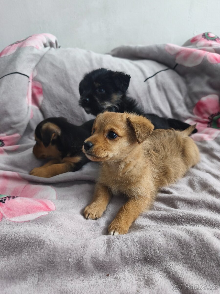 Jorkšírský teriér x pinč - 8