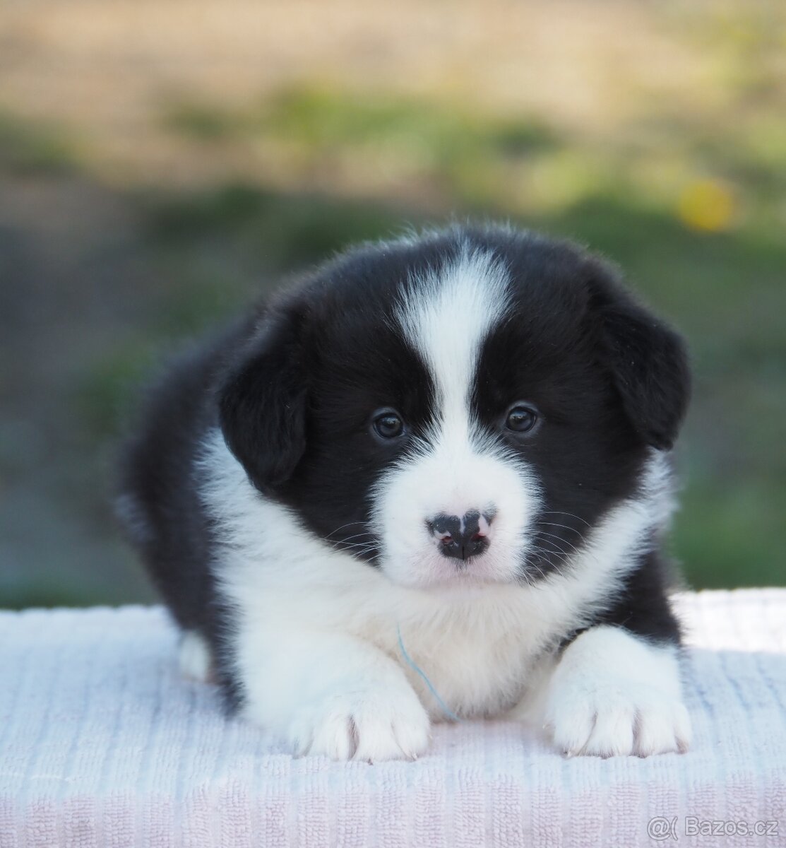 Border kolie s PP - kluk - 8