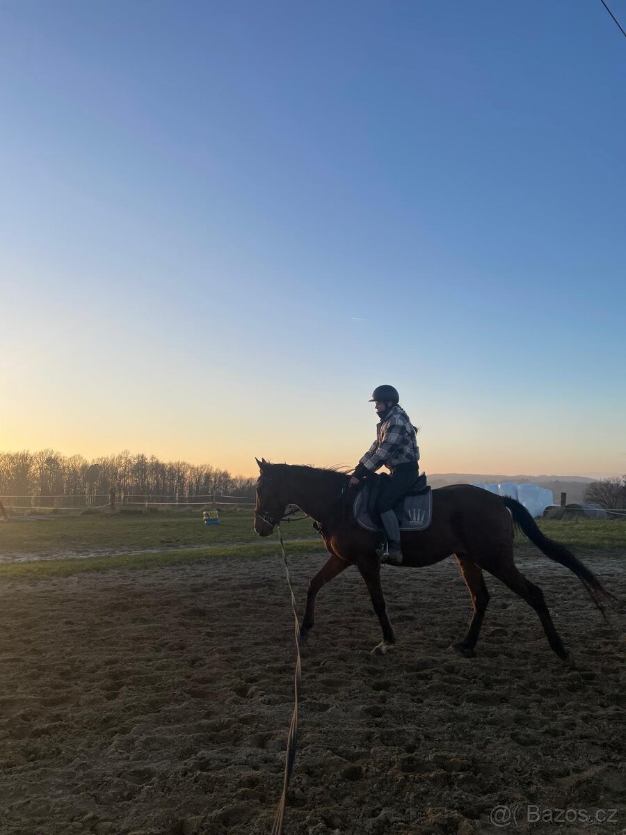 Čtyřletý valach A1/1 - 8