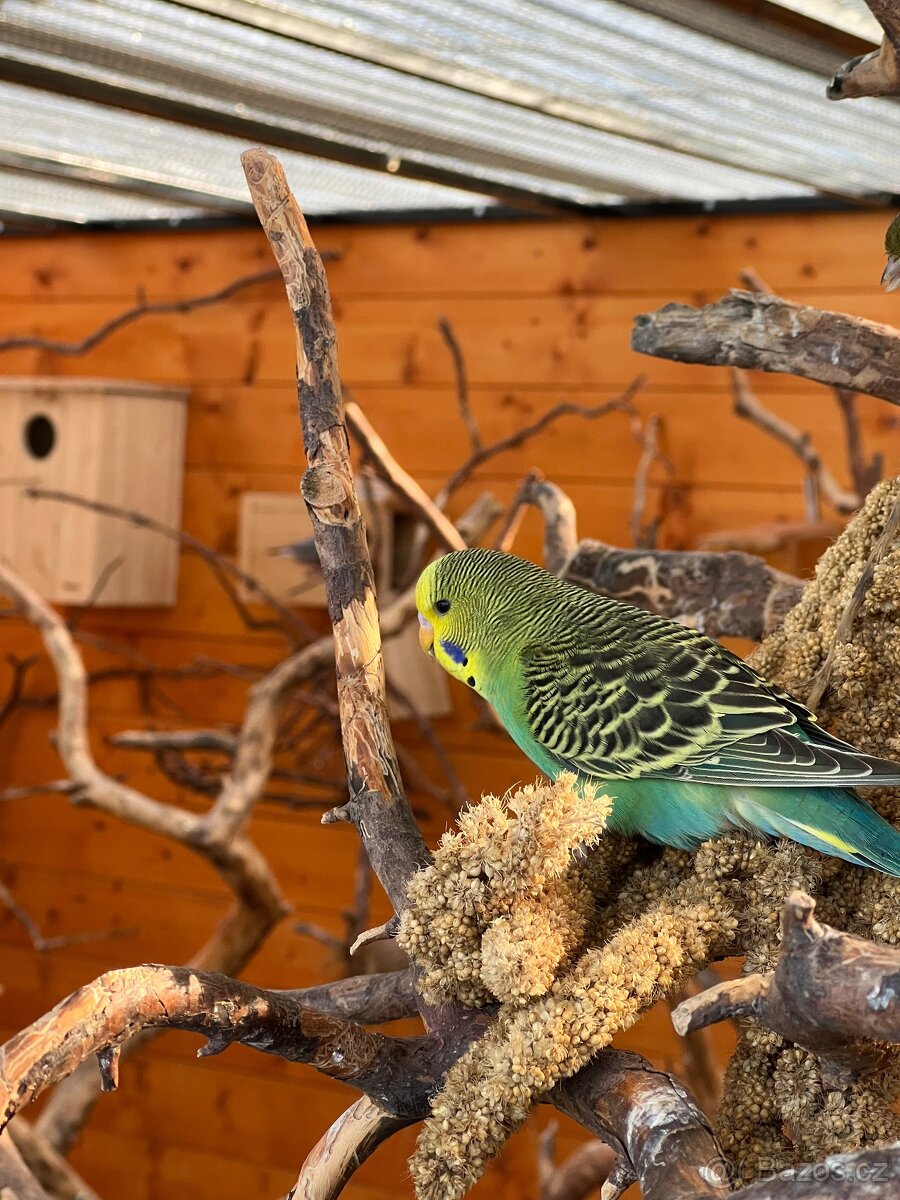 Andulka Vlnkovaná - 8