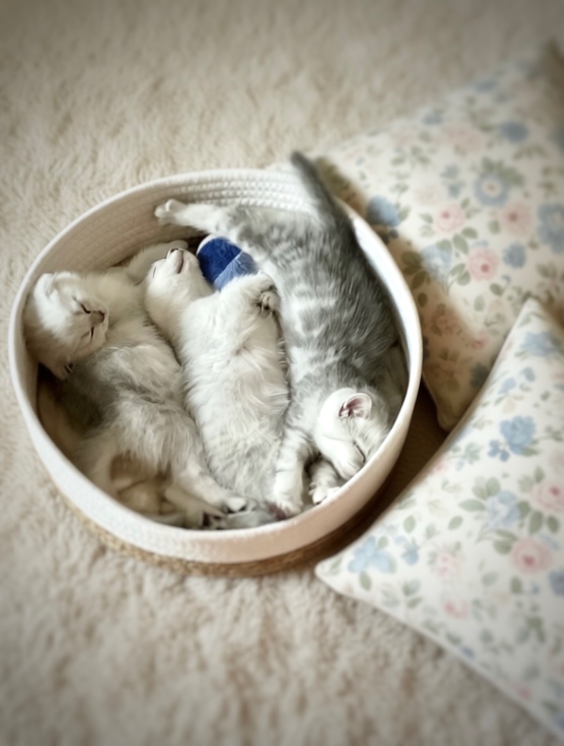 Předrezervace stříbrných koťátek – Scottish Fold / Straight - 8