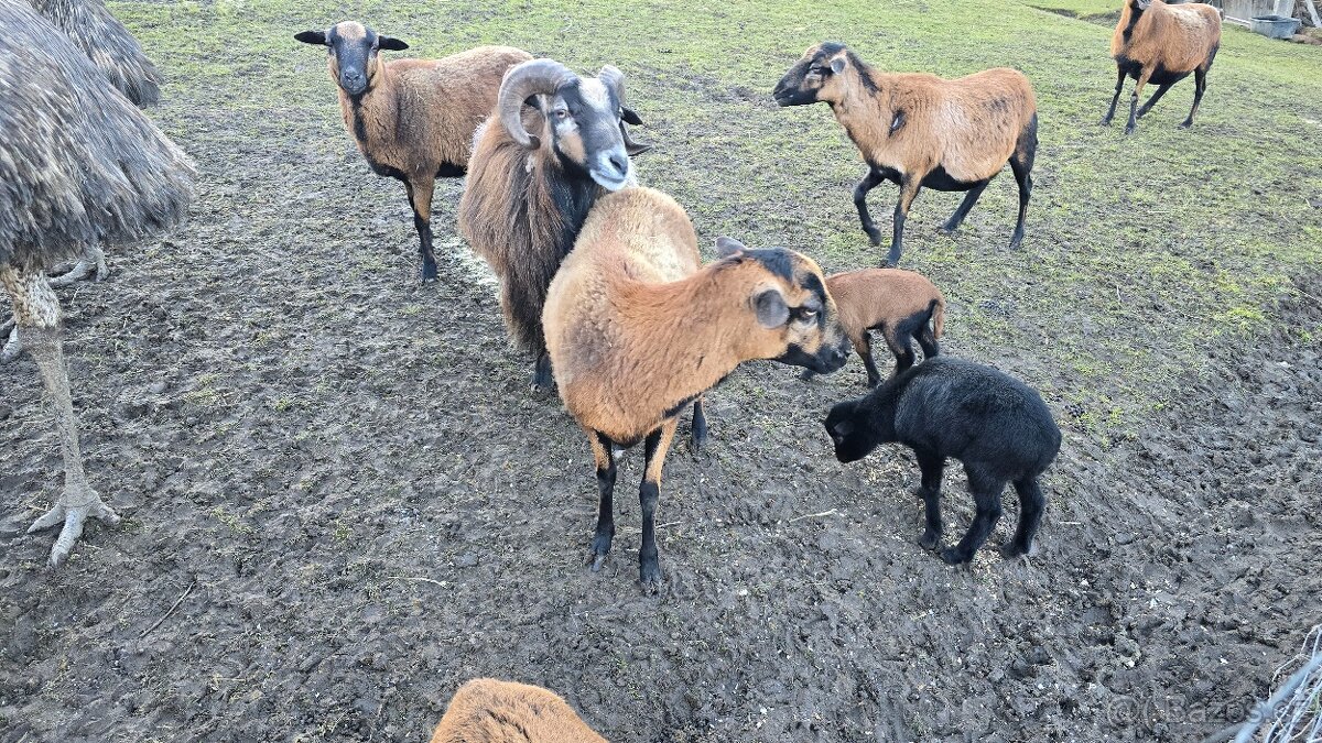 Kamerunské ovce - hobby chov - 8