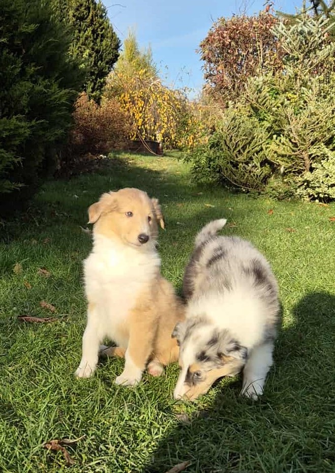 Štěně kolie hledá milující domov - 8