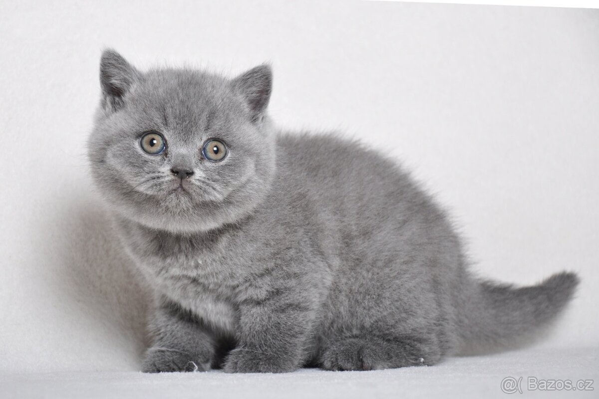 Briská modrá koťátka s PP - 8