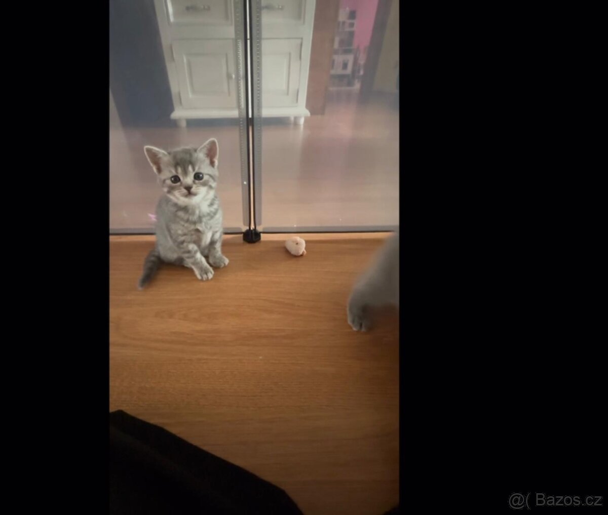 Britská koťátka - 8