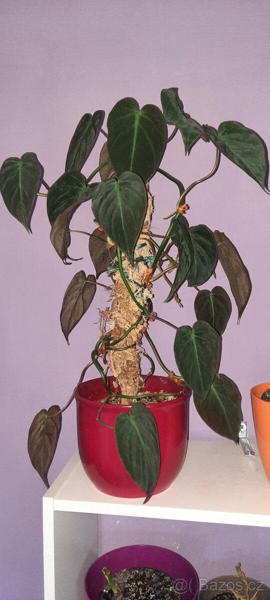 Sada rozkořeněných řízků - monstery, philodendrony, synga - 8