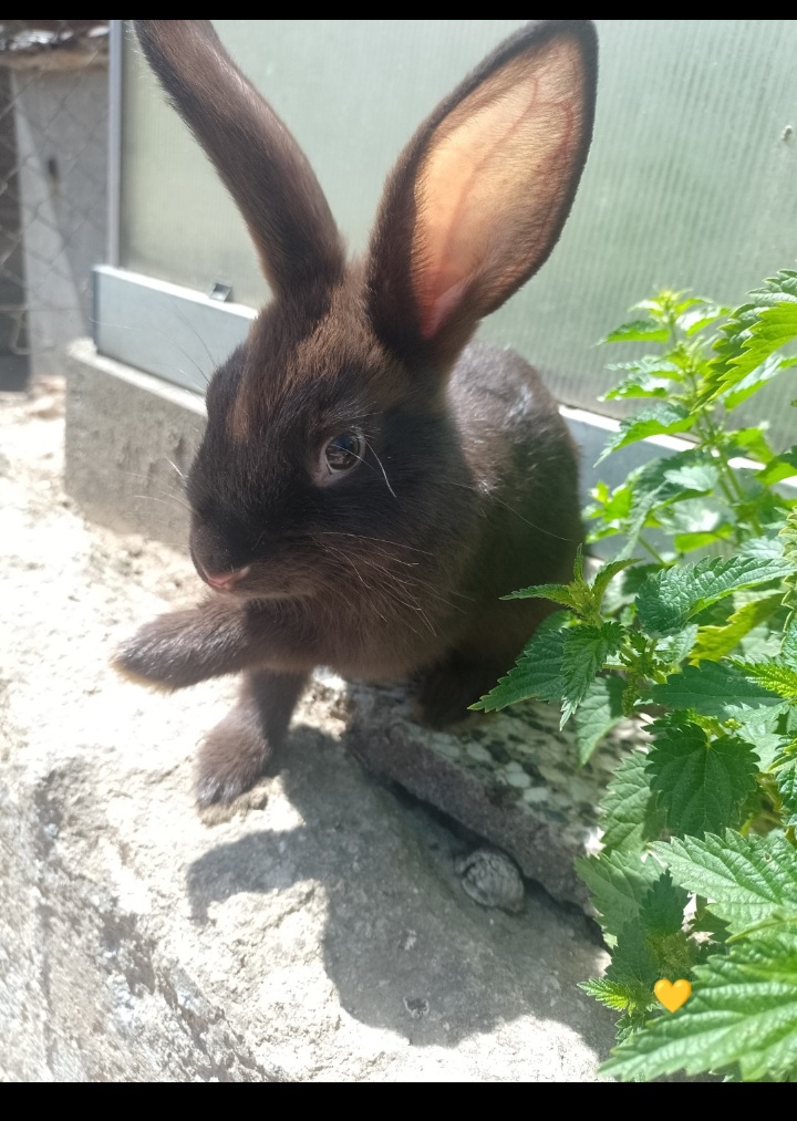 Mazlivý králíčci na prodej - 8