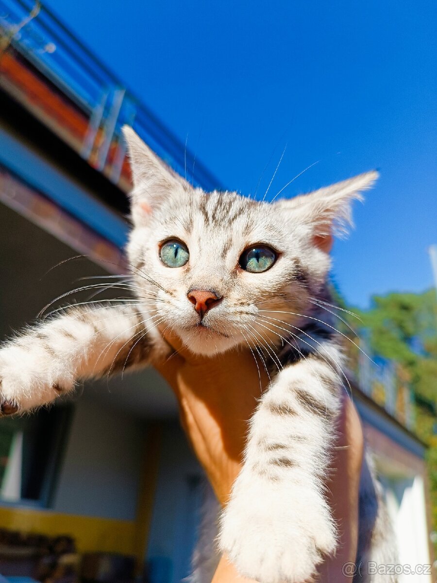 PŘEDBĚŽNÁ REZERVACE LUXUSNÍ Bengálská stříbrná koťáta s PP - 8