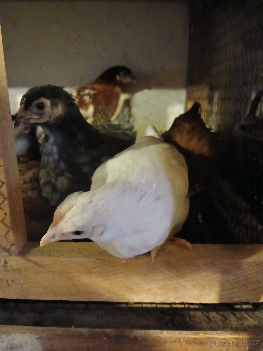 Dominant, slepice, kuřice - 8